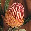 Un de las numerosas variedades de protea.